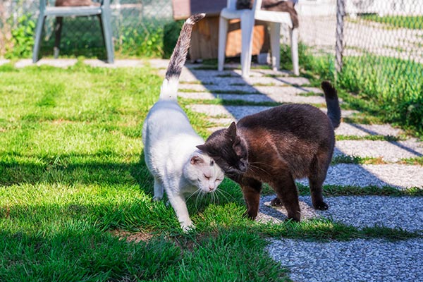gatti_rifugio_malamocco_dingo